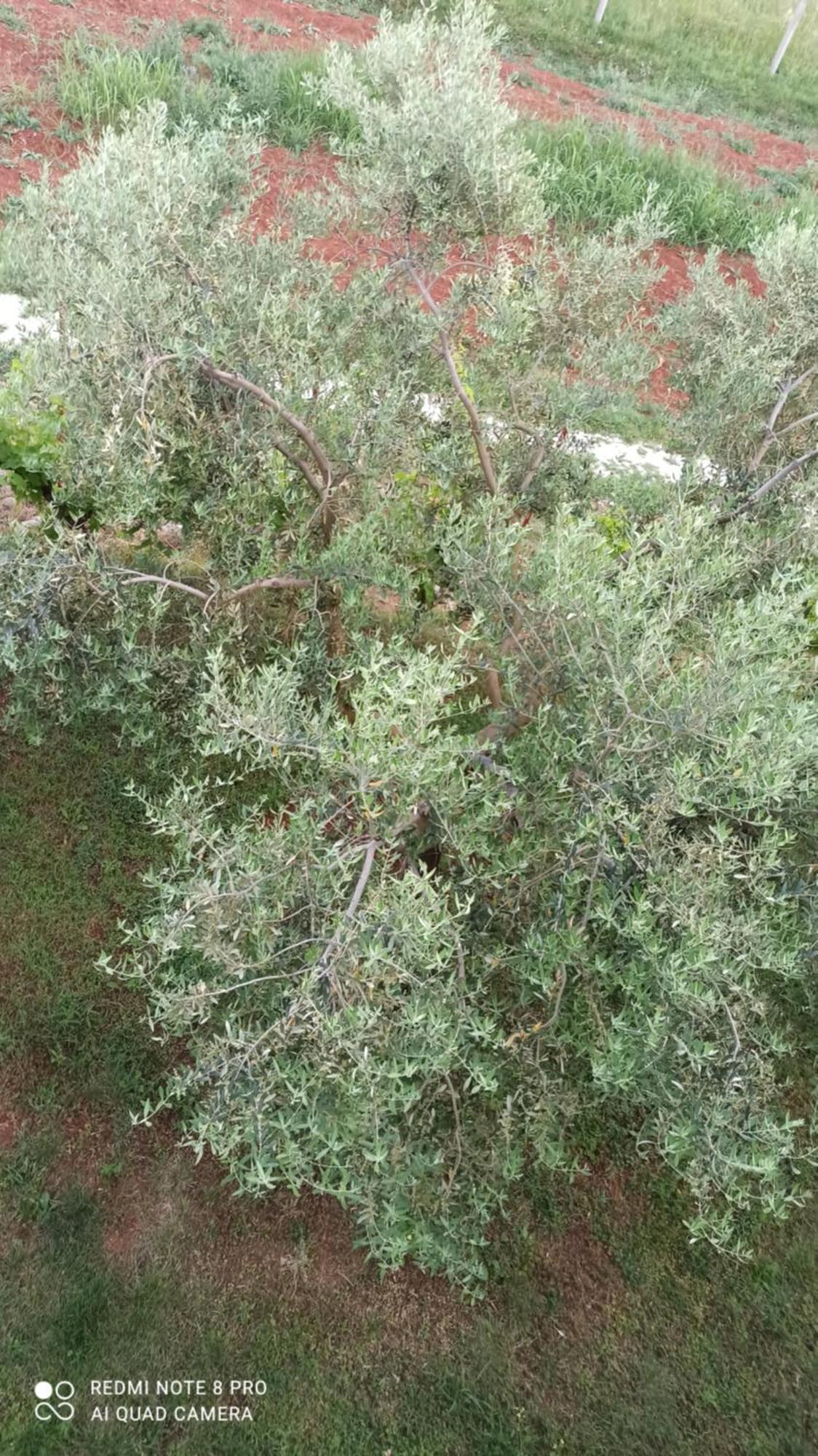 Apartmani Natasa Vrsar Dış mekan fotoğraf