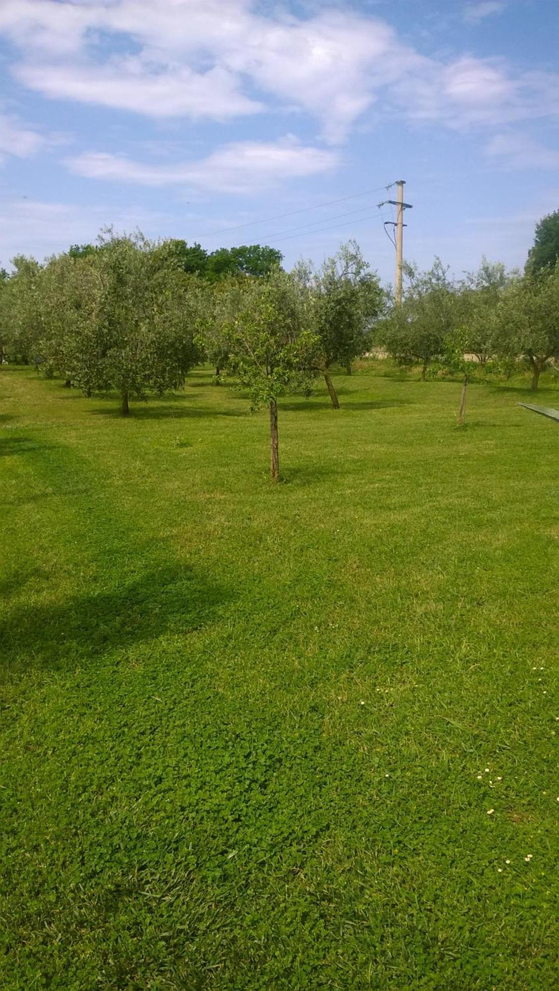 Apartmani Natasa Vrsar Dış mekan fotoğraf